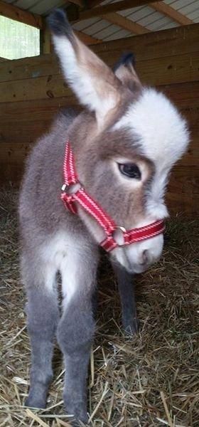 15 Pictures Of Tiny Donkeys That Are Too Fricken Cute For This World - I Can Has Cheezburger? Baby Donkeys, Pregnant Animals, Fuzzy Animals, Baby Donkey, Mini Donkey, Cute Donkey, Animal Babies, Mini Farm, Warm Fuzzies