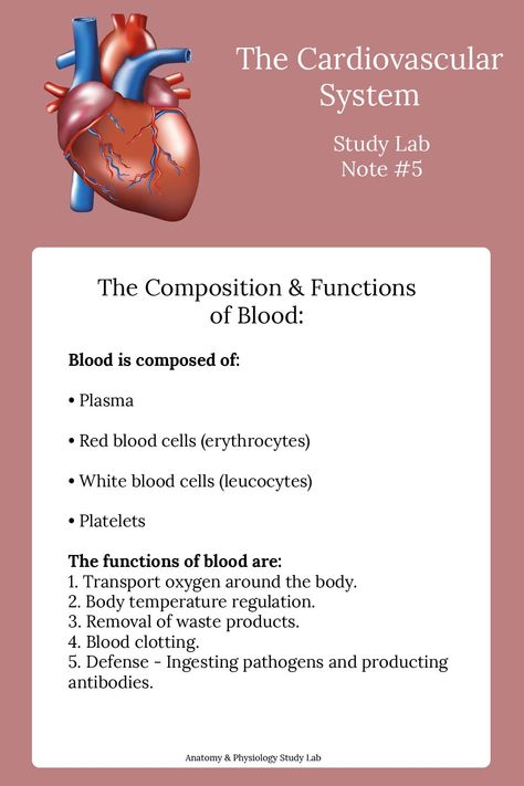 Anatomy and physiology notes of the cardiovascular system covering everything from the structure of the heart to the functions and composition of blood. Learn the cardiovascular system the easy way! #anatomyandphysiologynotes #anatomyandphysiologystudyguide #thecardiovascularsystemstudy Anatomy And Physiology Notes, Physiology Notes, Function Of Blood, Heart Structure, Basic Anatomy And Physiology, Nurse Study Notes, Nursing Student Tips, Medical Student Study, Nursing School Survival