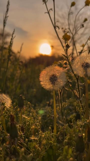 Garden Corner Ideas, Corner Ideas, Garden Corner, Flowery Wallpaper, Flower Video, Garden Makeover, Garden Aesthetic, Amazing Nature Photography, Dandelion Flower