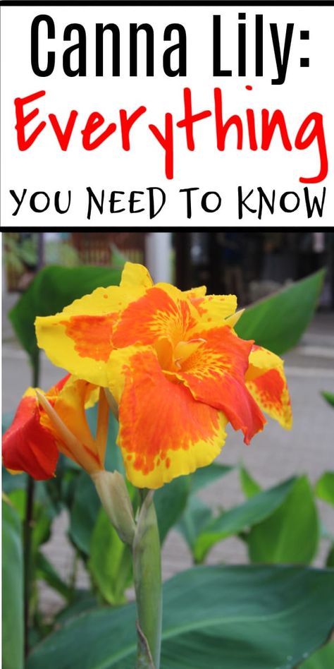 Canna Lilies Landscaping, How To Grow Canna Lillies From Seeds, Cana Lilly, Cana Lilly Planters, Canna Lillies, Canna Lilly Planter Ideas, Canna Lilly In Pots, Canna Lilly, Canna Lily Container