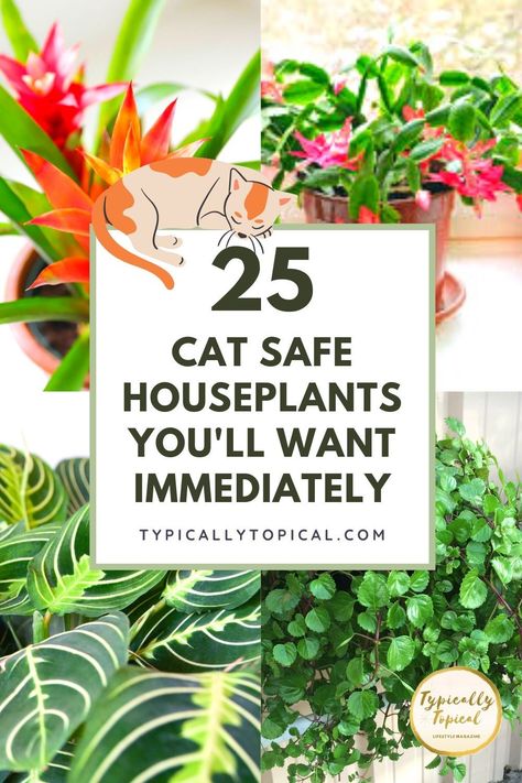 Pet Safe House Plants Cats, Cat Safe Hanging Plants, House Plants Safe For Cats And Dogs, Large Pet Safe House Plants, Indoor Plants Nontoxic To Pets, Non Toxic Plants For Cats, Plants For Cats Indoor, Cat Safe Plants Indoor, Cat Friendly Plants Indoor