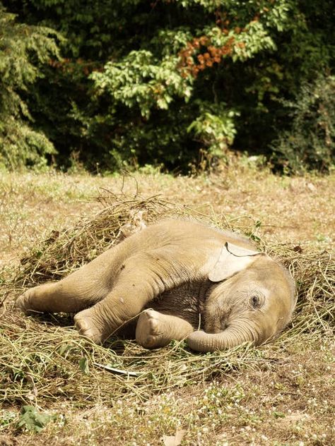 1000+ Beautiful Asian Elephant Photos · Pexels · Free Stock Photos Elephants Photos, Photoshop Express, Animals Amazing, Asian Elephant, Elephant Love, Aquatic Animals, Cute Animal Photos, Animal Photo