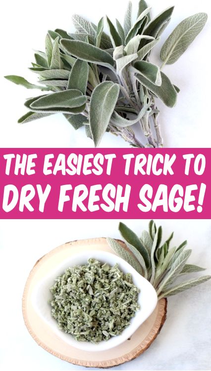 How to Dry Herbs in Microwave - Sage for Cooking is delicious and SO easy to preserve!  Learn how to dry sage leaves fast, and always have some on hand for your favorite stews, soups, sausage dishes, and roasts!  Have you tried this trick yet? Dry Sage Leaves, Preserve Fresh Herbs, Store Fresh Herbs, Dry Sage, Drying Fresh Herbs, Sage Recipes, Sage Herb, Preserving Herbs, Medicinal Herbs Garden