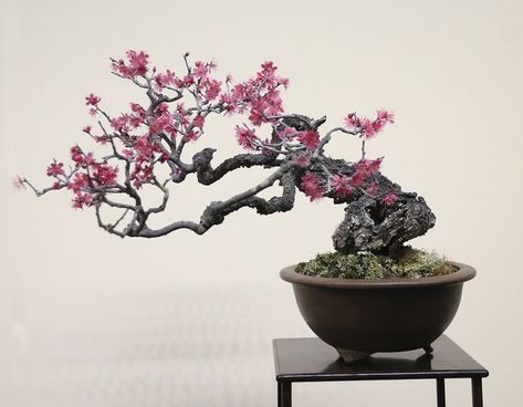 Bonsai Tattoo, Coconut Plant, Cherry Blossom Bonsai Tree, Flowering Bonsai, Prunus Mume, Bonsai Techniques, Goth Garden, Plantas Bonsai, Bonsai Flower