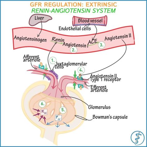 Renal Physiology | Draw It to Know It | Sciences on Instagram Glomerular Filtration, Nursing School Pharmacology, Mean Arterial Pressure, Renal Physiology, Mcat Study, Basic Science, Medical Student Study, Pharmacology Nursing, Nursing School Survival