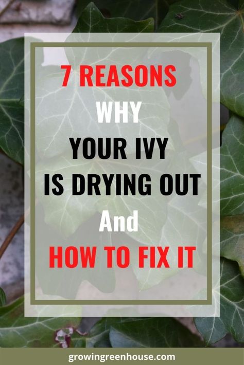 why is english ivy drying out and how to fix it English Ivy Houseplant, Pia Tree Ivy Care, How To Care For English Ivy Indoors, How To Grow English Ivy Indoors, English Ivy Outdoor Pots, Repotting English Ivy, English Ivy Care Indoors, Types Of Ivy Houseplants, Growing Ivy Outdoors