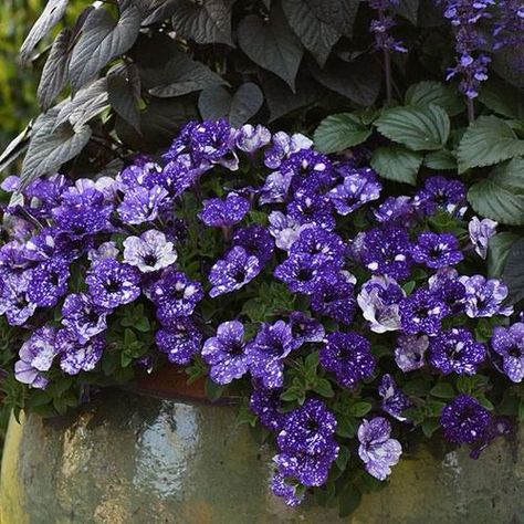 Petunia Night Sky, Petunia Flower Aesthetic, Galaxy Petunia, Petunia Aesthetic, Night Sky Petunia, Petunia Care, Wiccan Wallpaper, Petunia Seeds, Flower Aesthetics