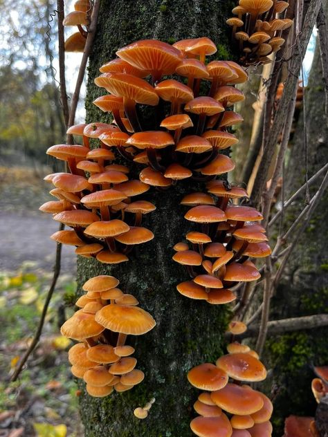 Mushroom Identification, Tree Mushrooms, Mushroom Plant, Mushroom Pictures, Mushroom Crafts, Growth And Decay, Plant Fungus, Mushroom Fairy, Mushroom Fungi