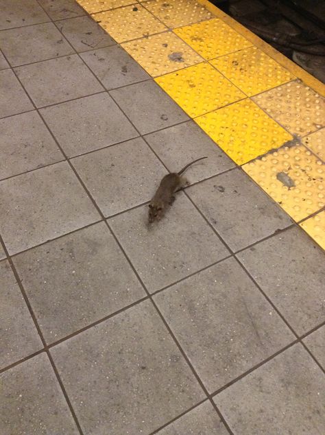 Unsleeping City, City Rats, Chaotic Neutral, Dimension 20, Nyc Subway, Ny City, Rat Race, Web Series, Night Aesthetic