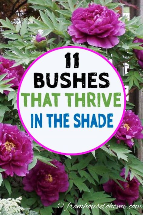 This list of bushes that thrive in the shade is AWESOME! So many beautiful flowers and they are all perennials that will look gorgeous in my garden design. #fromhousetohome #shrubs #gardenideas #shadegarden #shadelovingshrubs #shadeplants Australian Landscaping, Evergreens For Shade, Shade Loving Shrubs, Evergreen Bush, Plants Under Trees, Funny Vine, Shade Loving Perennials, Shade Garden Plants, House Landscaping