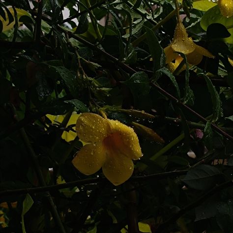 #flower #yellow #aesthetic #dark #photography Yellow Ethereal Aesthetic, Flower Yellow Aesthetic, Yellow And Green Aesthetic, Dark Yellow Aesthetic, Ethereal Aesthetic, Flower Yellow, Dark Flowers, Aesthetic Dark, Yellow Aesthetic