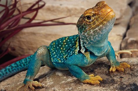 Colorful Lizards, Cute Reptiles, Reptiles Pet, Crocodiles, Reptiles And Amphibians, Arte Animal, Lizards, Exotic Pets, Gecko