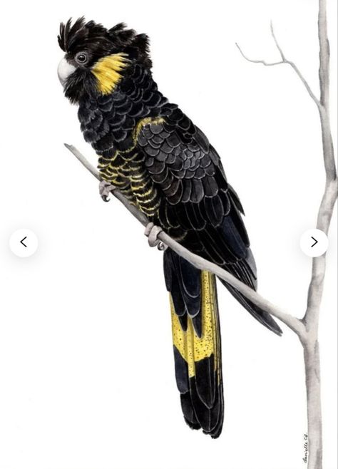 Yellow Tail Black Cockatoo, Yellow Tailed Black Cockatoo, Black Cockatoo Tattoo, Magpie Tattoo, Black Cockatoo, Bird Artists, Eagle Painting, Birds Of Australia, Australian Birds