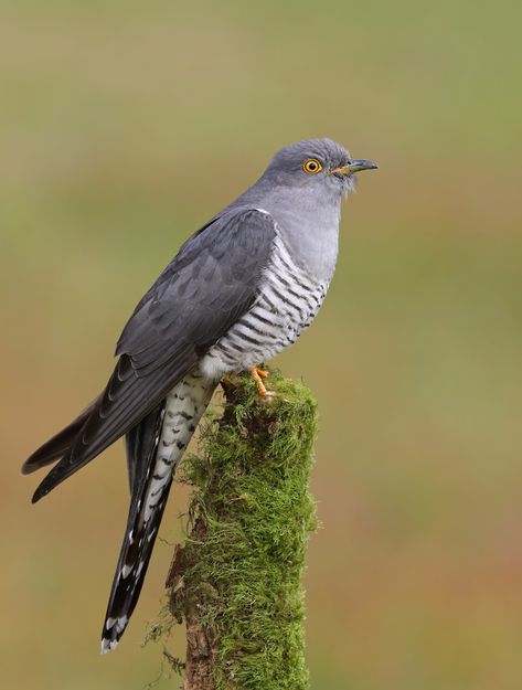 Common Cuckoo | Common Cuckoo | Nigel Hodson | Flickr Carnival Of The Animals, Cute Mobile Wallpapers, Contemporary Portrait, The Seventies, Nature Journal, Happy Animals, Bird Photography, Birds Of Prey, Greek Gods