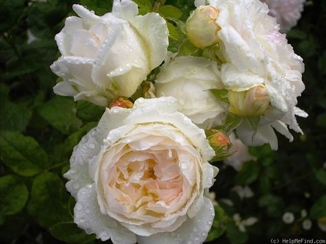 Winchester Cathedral Rose, Winchester Cathedral, Rose Photo, Floral Ideas, Rose Photos, The Rose, Beautiful Roses, Winchester, Roses