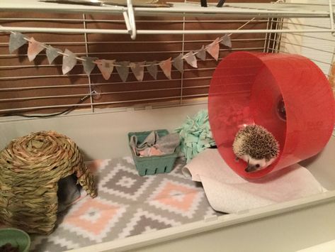 Hedgehog Cage Setup, Hedgehog Setup, Hedgehog Cage Ideas, Fat Hedgehog, Hedgehog Cages, Hedgehog Pet Cage, Hedgehog Care, Pet Hedgehog, Hedgehog Cage