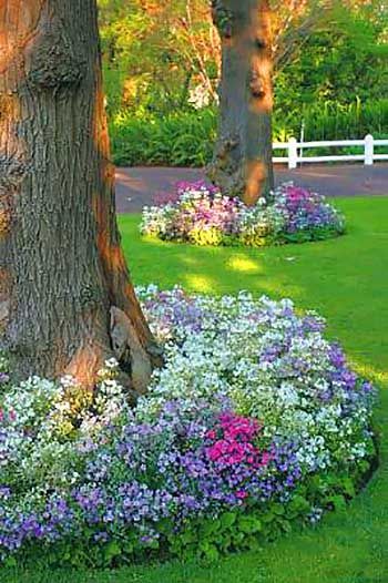 Big tree with flowers around #flowerbed #flowerpot #planter #gardens #gardenideas #gardeningtips #decorhomeideas Landscaping Around Trees, Border Ideas, Garden Border, Desain Lanskap, The Secret Garden, Garden Yard Ideas, Garden Cottage, Flowering Trees, Lawn And Garden