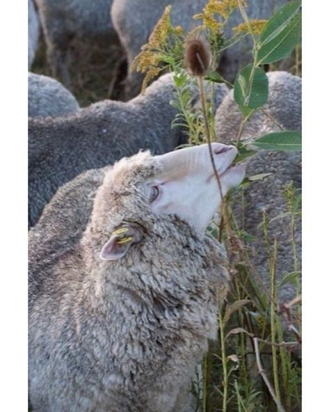 Sheep Eating, I Hope One Day, Baa Baa Black Sheep, Irish Roots, Merino Sheep, Counting Sheep, Sheep Farm, Sheep And Lamb, The Good Shepherd