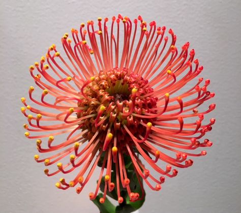 Gardening 101: Pincushion Protea: Gardenista Foliage Painting, Plant Experiments, Pincushion Protea, Yard Inspiration, Tropical Wedding Flowers, Protea Flower, Basic Embroidery, Australian Flowers, Crochet Bouquet