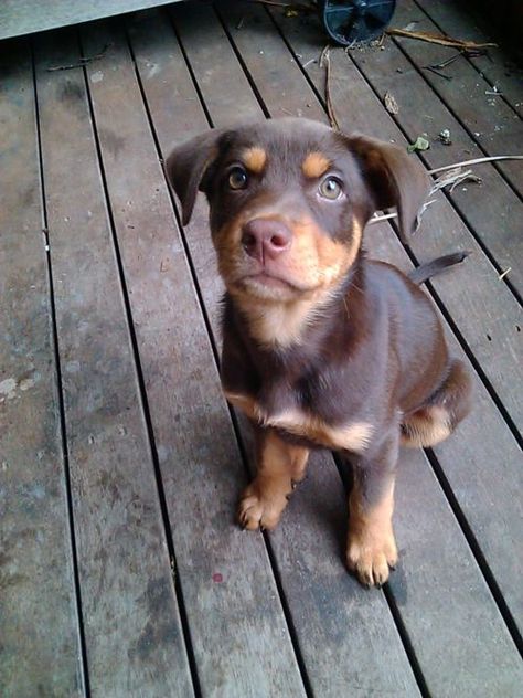 Red Kelpie Puppy, Kelpie Puppy, Spirit Creature, Dog Name Ideas, Kelpie Dog, Australian Kelpie Dog, Disabled Dog, Australian Kelpie, Pet Monkey