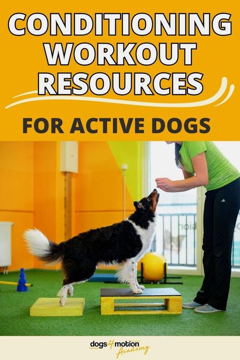 Dog Physical Therapy, Improve Core Strength, Agility Workouts, Conditioning Training, Athletic Dogs, Active Dogs, Agility Training For Dogs, Conditioning Workouts, Dog Exercise