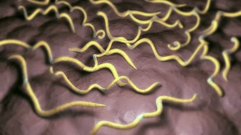 … Borrelia Burgdorferi, Spiral Shape, Disease, 10 Things, Photography, Quick Saves