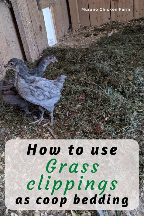 How to use grass clippings in the chicken coop in place of coop litter. Dried grass is an excellent coop bedding material, plus it's free. Here's how to prepare and use it. #chickencoop #chickens #homestead Chicken Coop Bedding, Chickens Coop, Chickens For Eggs, Cheap Chicken Coops, Nest Boxes, Chicken Care, Summer Chicken, Chicken Poop, Raising Ducks