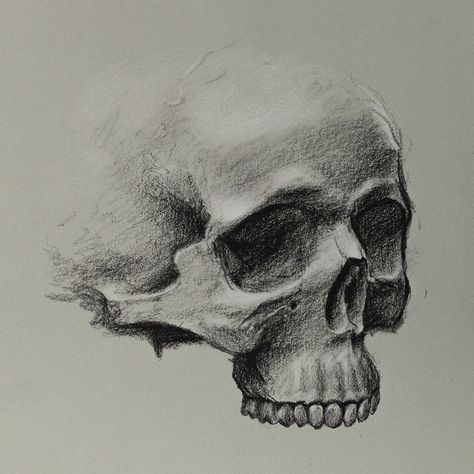 Skull Charcoal Drawing, Gcse Art Still Life, Toned Paper Sketch, Conte Art, Skull Still Life, Skull Sketch, Art Alevel, Gcse Art Sketchbook, Art Assignments