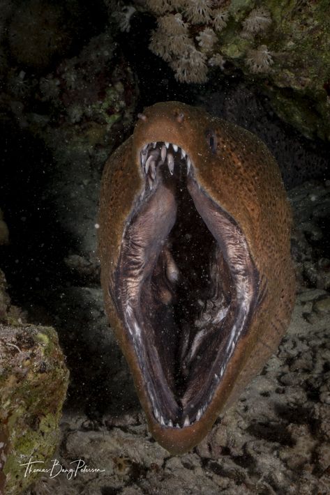 https://flic.kr/p/2ian6ec | Giant moray eel Giant Moray Eel, Deep Sea Eel, Eel Aesthetic, Weird Sea Creatures, Deep Sea Fish, Creepy Animals, Microscopic Photography, Moray Eel, Giant Fish