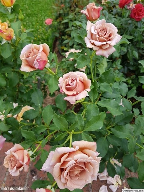 'Soul Sister ' Rose Photo Soul Sister Rose, Rose Photo, Smell The Roses, Soul Sister, Rose Photos, Soul Sisters, The Rose, Garden Ideas, Roses