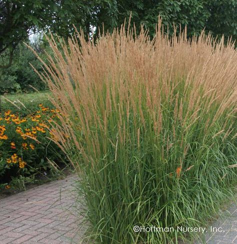 Entrance Waterfall, Calamagrostis Karl Foerster, Calamagrostis Acutiflora, Modern Cottage Garden, Colorado Landscaping, Pool Fire Pit, Courtyard Plants, Feather Reed Grass, Cut Garden