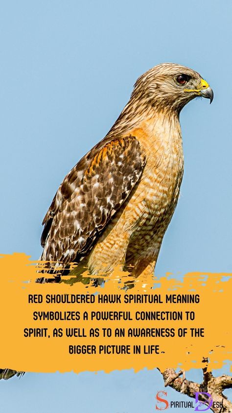 Hawk Spiritual Meaning, Hawk Meaning, Hawk Symbolism, Red Shouldered Hawk, Totem Animals, Cooper's Hawk, Animal Spirit Guide, Red Meaning, The Bigger Picture