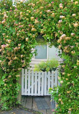 Honeysuckle decorative arch Climbing Plants Fence, Designing A Garden, Sweet Smelling Flowers, Arch Trellis, Climbing Flowers, Garden Vines, Fragrant Plant, Planting Shrubs, Front Yard Garden