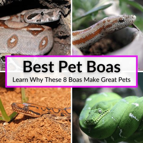 Boas have a fearsome reputation, but it is undeserved. The best pet boas make great pets, even for first-time snake owners. Some other species are still... Boa Constrictor Pet, Facts About Snakes, Brazilian Rainbow Boa, Red Tail Boa, Emerald Tree Boa, Rosy Boa, Snake Facts, Pretty Snakes, Largest Snake