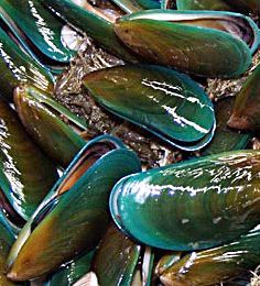 The Asian green mussel (Perna viridis), also known as the Philippine green mussel or Tahong,  is an economically important mussel, a bivalve belonging to the family Mytilidae.  The Asian green mussel is a large  bivalve, with a smooth, elongate shell typical of several mytilids.  It is harvested  in the Philippines as food source because of  its fast growth.  It is rich in vitamins, minerals, protein and carbohydrates Green Mussels, Otter Illustration, Bacoor Cavite, Green Lipped Mussel, Green Lips, Consumer Culture, Mussel Shell, Organic Pattern, Aquatic Animals