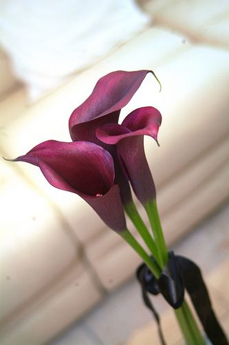 calla, in red perhaps with long ribbon? Cala Lilies, Black Calla Lily, Prom Bouquet, Alpha Alpha, White Calla Lily, Purple Calla Lilies, Acrylic Flower Painting, Arum Lily, Lily Tattoo