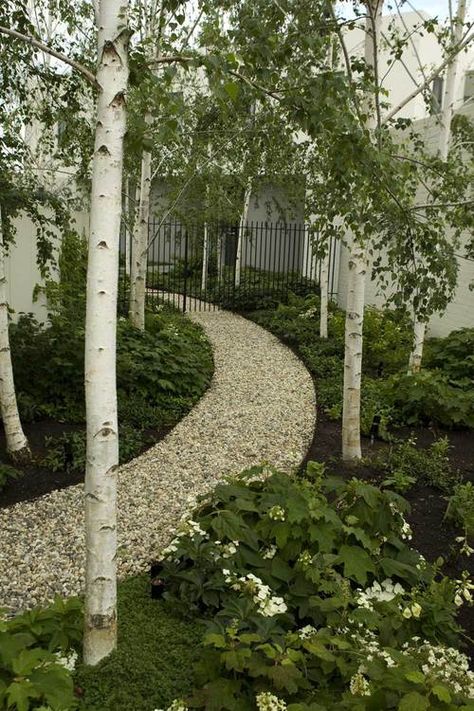 Birch Trees Garden, Gravel Path, Moon Garden, Silver Birch, Woodland Garden, Garden Pathway, White Gardens, Gorgeous Gardens, Garden Trees