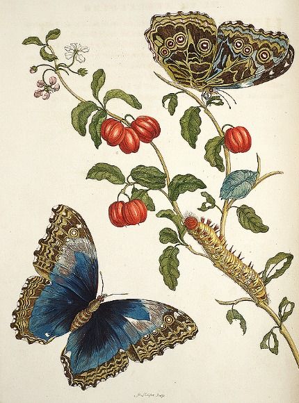 Maria Sibylla Merian  From Transformations of the insects of Surinam  1705 Maria Sibylla Merian, Illustration Botanique, Butterfly Illustration, Butterflies And Flowers, Scientific Illustration, Kew Gardens, Botanical Drawings, Nature Illustration, Vintage Botanical