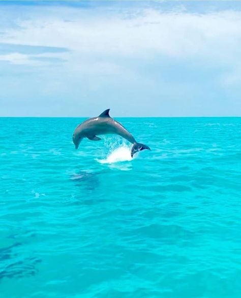 Summer Beach Pictures, Dolphin Photos, Usa Beaches, Mermaid Dreams, Sea Photo, Anna Maria Island, Watercolor Images, Blue Beach, Ocean Creatures