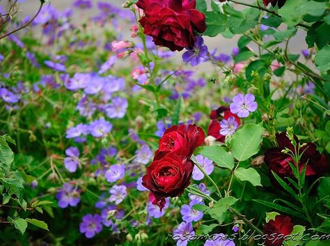 I wrote a post on companion plants for roses just after I started this blog, and it turned out to be one of my most popular posts.        H... Companion Plants For Roses, Rozanne Geranium, Rose Companion Plants, Part Shade Plants, Geranium Rozanne, Companion Gardening, Growing Tomatoes In Containers, Rose Care, Companion Plants