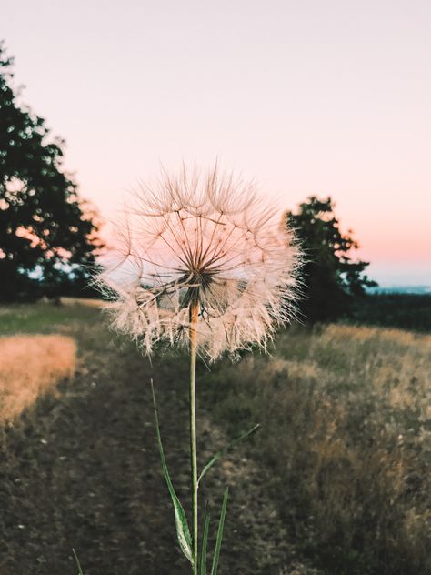 Dandelion in the Sunset – Honeylemon Chanelle Core, Dendalions Flower, Carmela Core, Dandelion Flower Aesthetic, Dandilines Flower, Dandelions Aesthetic, Dandelions Photography, Dandelion Aesthetic, Dandelions Flower