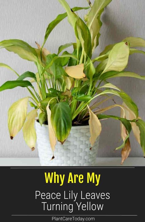 For the most part, Peace Lilies are low maintenance plants. Occasionally peace lily plants have problems with yellowing leaves. We share 11 causes and treatments for this common condition. Peace Lilly Plants, Peace Lily Care Outdoor, Peace Lilly Problems, Repotting Peace Lily Houseplant, Peace Lily Problems, Propagate Peace Lily, Peace Lily Indoor, Peace Lily Plant Care, Lilly Plants