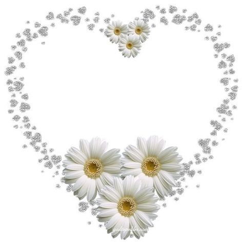 Daisy Heart, Love Heart Images, Daisy Love, Daisy Girl, I Love Heart, Heart Images, My Funny Valentine, Heart To Heart, Beautiful Rose Flowers