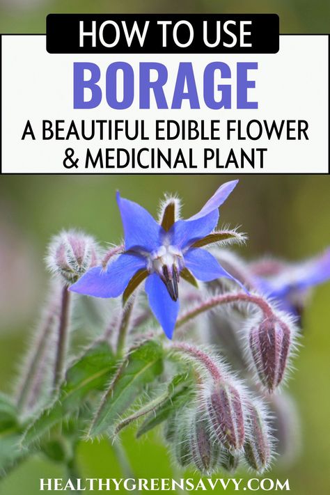 Borage is an easy-to-grow plant that attracts pollinators, tolerates poor soil, and can be used both as a vegetable and medicinal herb. The lovely edible flowers make a gorgeous garnish on desserts. Find out about growing and using borage. | companion plants | herbalism | edible landscaping | Vegetables To Plant Together, Herbs To Grow Together, Companion Planting Herbs, Herbs To Plant Together, Companion Herbs, Borage Plant, Herb Companion Planting, Herb Planting, Best Herbs To Grow