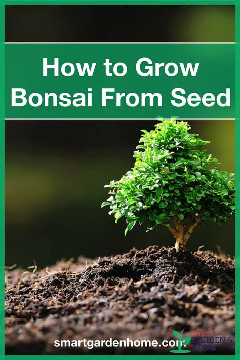 Growing A Bonsai Tree From Seed, How To Grow Bonsai From Seed, How To Grow A Bonsai Tree From Seed, Growing Bonsai Trees From Seed, How To Grow A Bonsai Tree, Growing Trees From Seeds, Bonsai From Seed, Greenhouse Business, Bonsai Growing