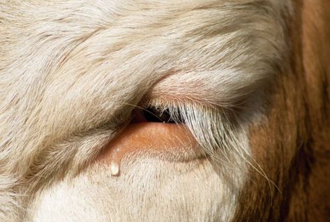 Do Cows Cry Raising Cows, Cow Eyes, Feel Emotions, Controversial Topics, The Truth, Dairy, Cow, Human, Feelings