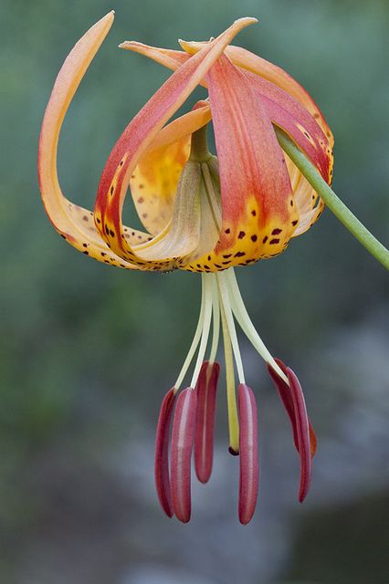 Lilium pardalinum Leopard Lily Flickr 10-2016 Carolina Lily, Lilies Of The Field, Lily Bulbs, Macro Flower, Beautiful Flowers Photos, Most Beautiful Flowers, Tiger Lily, Exotic Plants, Exotic Flowers