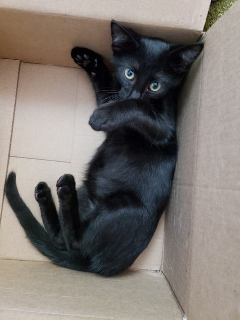 Cute black kitten. A Black Cat, Black Kitten, On The Floor, Cat Litter, The Floor, A Black, Black Cat, On Instagram, Instagram