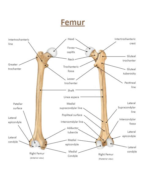 Femur Bone Anatomy, Frontal Bone Anatomy, Humerous Bone Anatomy, Ulna Bone Diagram, Science Diagram, Skull Labeled Anatomy, Anatomy Diagrams, Anatomy Lab, Skeletal Anatomy