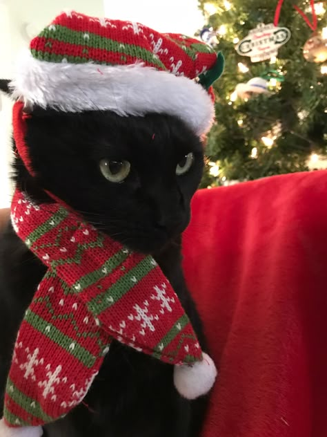 Cat Christmas Costumes, Christmas Tree Gif, Black Cat Christmas, Black Cat Aesthetic, 4k Wallpaper Iphone, Kitten Wallpaper, Cat Christmas Tree, Hd Wallpaper 4k, Christmas Memes